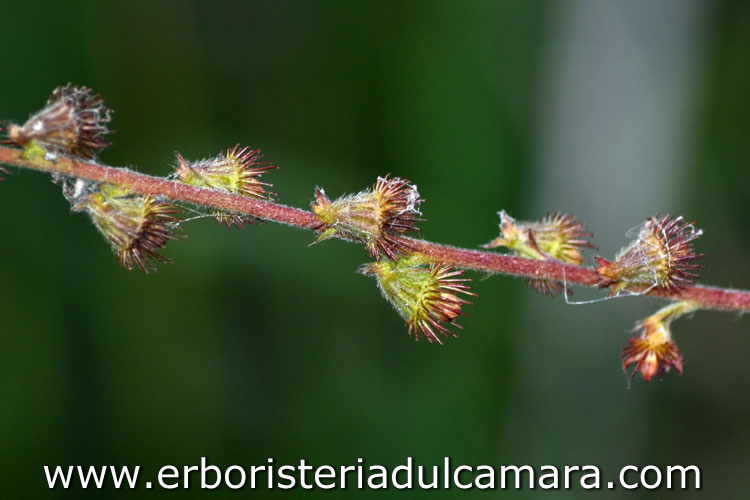 Agrimonia eupatoria (Rosaceae)