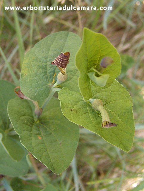 Aristolochia rotunda (Aristolochiaceae)