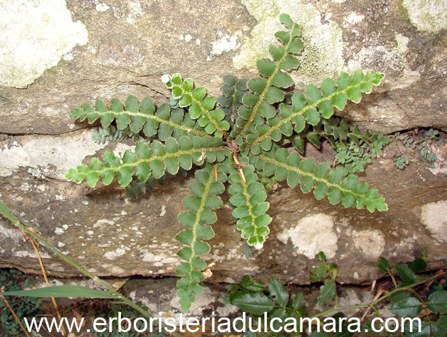 Ceterach officinarum (Aspleniaceae)