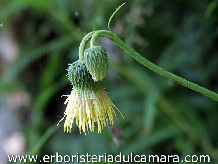 Cirsium erisithales (Asteraceae)