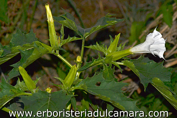 Datura stramonium (Solanaceae)