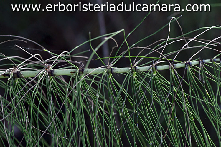 Equisetum maximum (Equisetaceae)