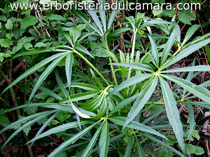 Helleborus foetidus (Ranuncolaceae)