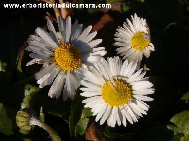 Bellis perennis (Asteraceae)