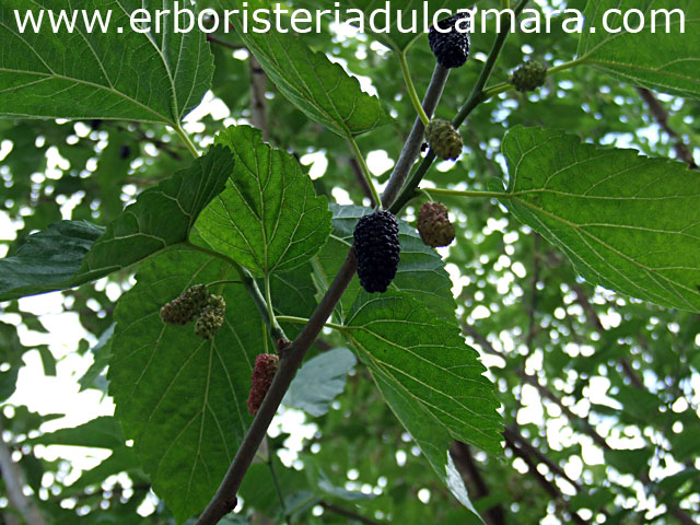 Morus nigra (Moraceae)