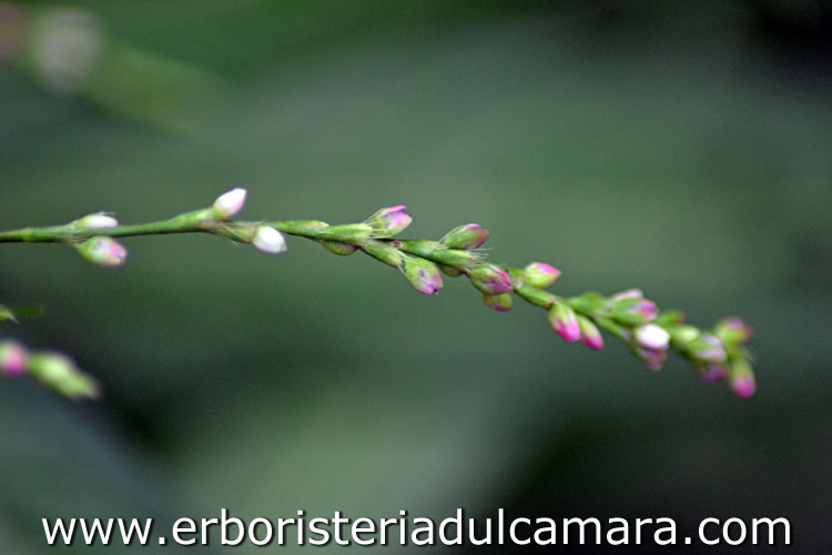 Persicaria minor (Polygonaceae)