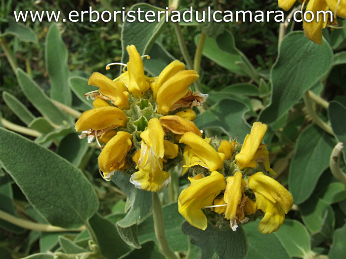 Phlomis fruticosa (Lamiaceae)
