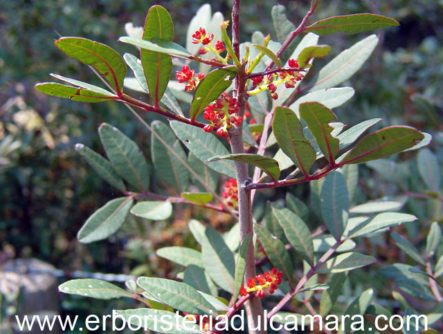 Pistacia lentiscus (Anacardiaceae)
