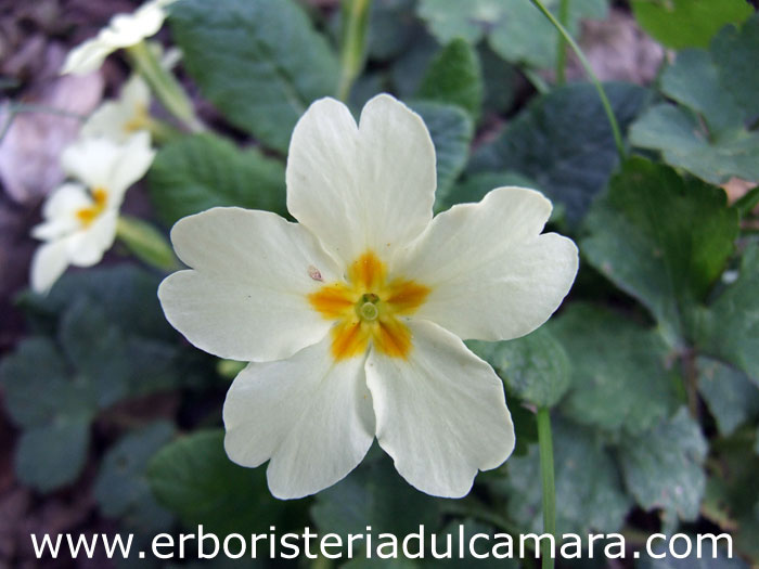 Primula vulgaris subsp. vulgaris