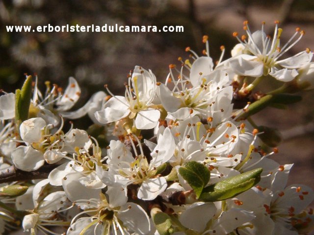 Prunus spinosa (Rosaceae)