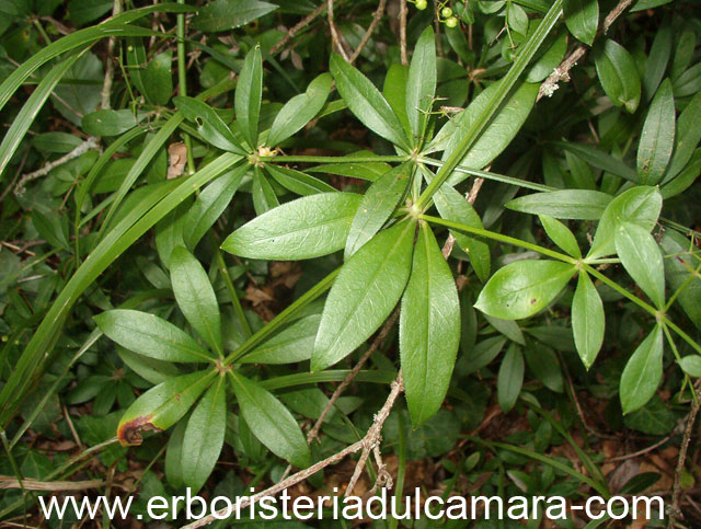 Rubia peregrina (Rubiaceae)