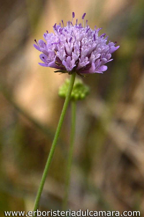 Scabiosa uniseta (Dipsacaceae)