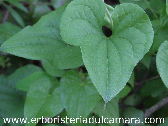 Tamus communis (Dioscoreaceae)