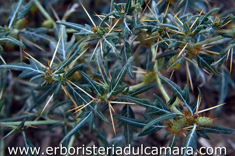 Xanthium spinosum (Asteraceae)