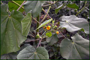 Abutilon theophrasti (Malvaceae)