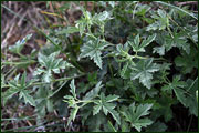 Althaea cannabina (Malvaceae)