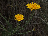 Anthemis tinctoria (Asteraceae)