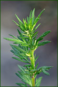 Artemisia vulgaris (Asteraceae)