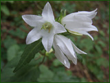Campanula trachelium (Campanulaceae)