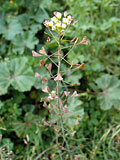 Capsella bursa pastoris (Brassicaceae)