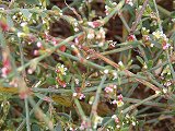 Polygonum aviculare (Polygonaceae)