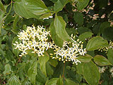 Cornus sanguinea (Cornaceae)