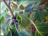 Datura inoxia (Solanaceae)