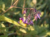 Solanum dulcamara (Solanaceae)