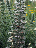 Echium italicum (Boraginaceae)
