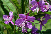 Epilobium angustifolium (Onagraceae)