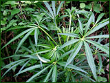 Helleborus foetidus (Ranuncolaceae)