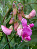 Lathyrus sylvestris (Fabaceae)