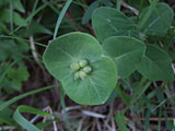 Lonicera caprifolium (Caprifoliaceae)