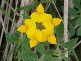 Lotus corniculatus (Fabaceae)