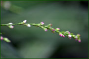 Persicaria minor (Polygonaceae)