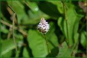Polygonum bistorta (Polygonaceae)