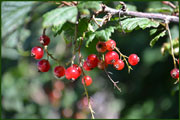 Ribes rubrum (Saxifragaceae)