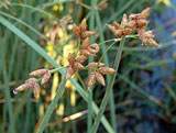 Scirpus lacustris (Cyperaceae)