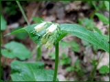 Symphytum officinale (Boraginaceae)
