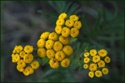 Tanacetum vulgare (Asteraceae)
