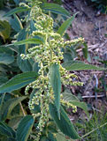 Urtica dioica (Urticaceae)