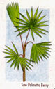 Serenoa repens (Sabal o Saw Palmetto): pianta estremamente promettente nella cura delle malattie della prostata nonch nella caduta dei capelli di origine androgenetica