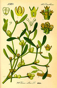 Tavola Botanica riproducente immagine di Vischio (Viscum album), pianta medicinale promettente nella cura di alcune malattie degenerative come il cancro