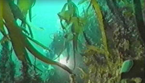 fanghi d'alga guam per combattere la cellulite - Alghe di Guam - Fanghi alle Alghe Marine Guam