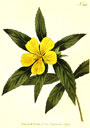 Immagine della pianta del Vischio (Viscum album), lorantacea dalle molteplici proprietà