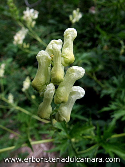 Aconitum lycoctonum (Ranuncolaceae)