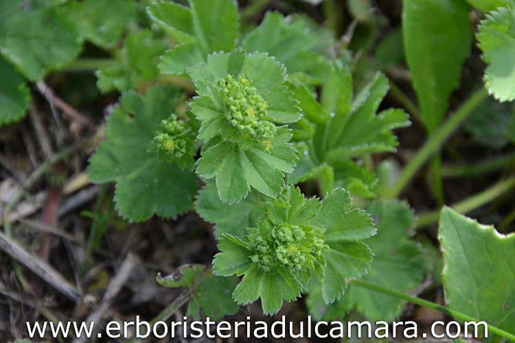 Alchemilla vulgaris (Rosaceae)