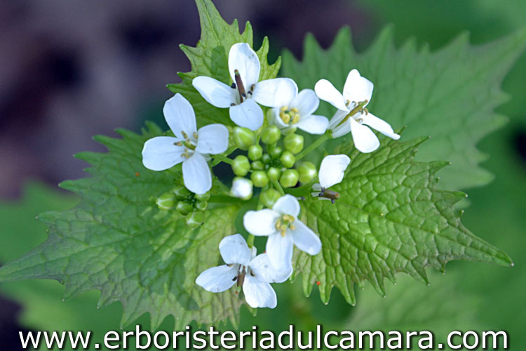 Alliaria petiolata (Brassicaceae)