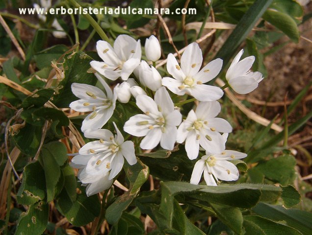 Allium neapolitanum (Liliaceae)