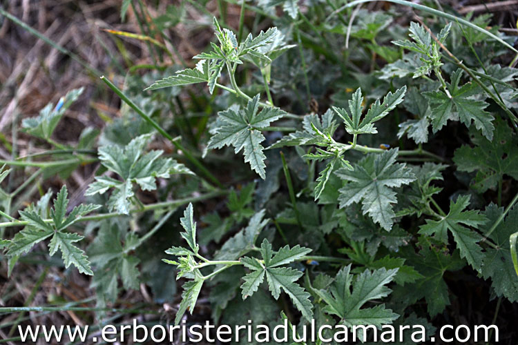 Althaea cannabina (Malvaceae)